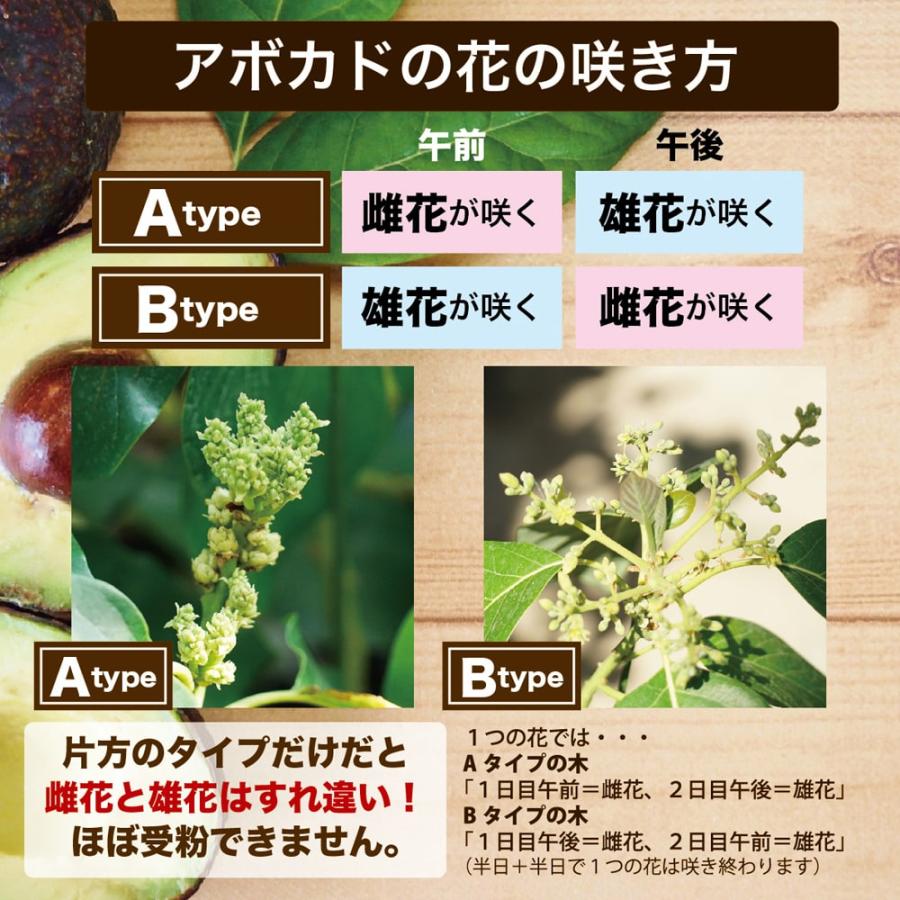 ミゲル種 アボカド Bタイプ 1年生 接木 苗木 : 苗木部 花ひろば