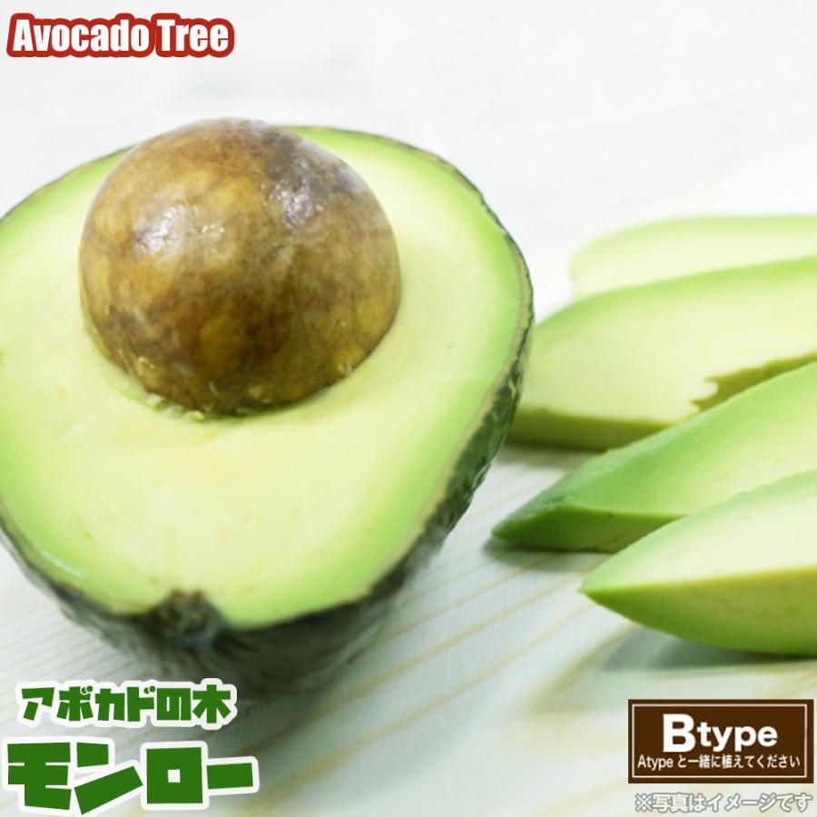 モンロー種 アボカド Bタイプ 1年生 接木 苗木 Abokado Monro 苗木部 花ひろばオンライン 通販 Yahoo ショッピング