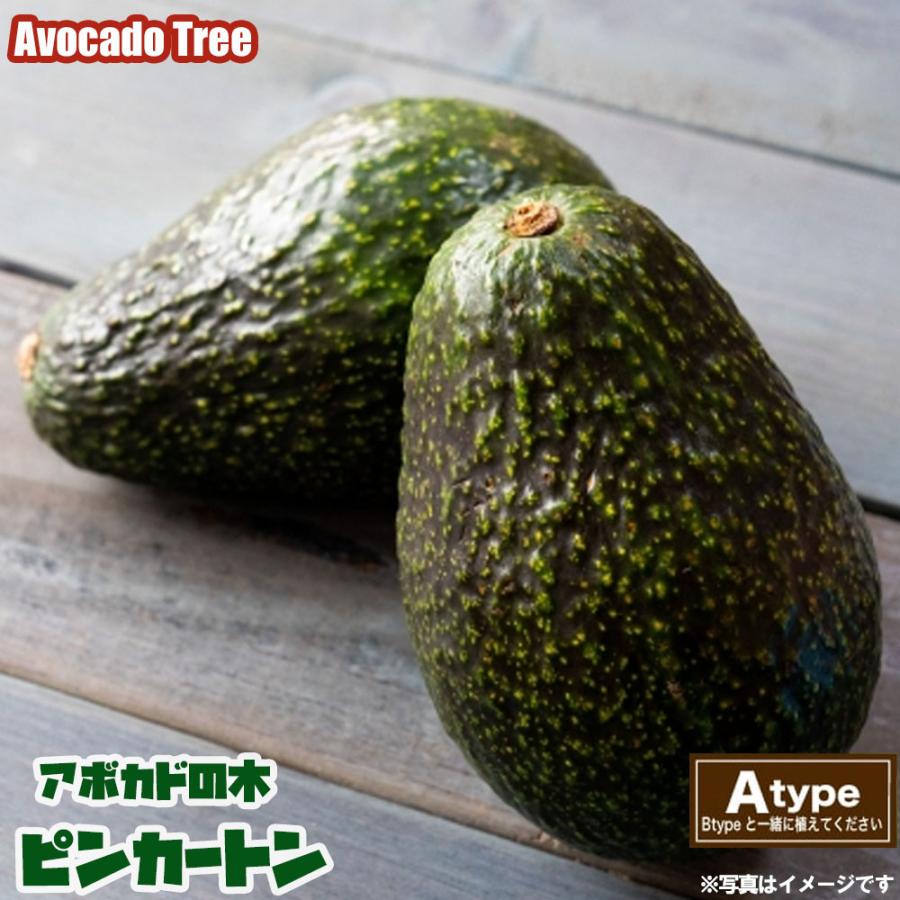 ピンカートン種 アボカド Aタイプ 1年生 接木 苗木 : 苗木部 花ひろば