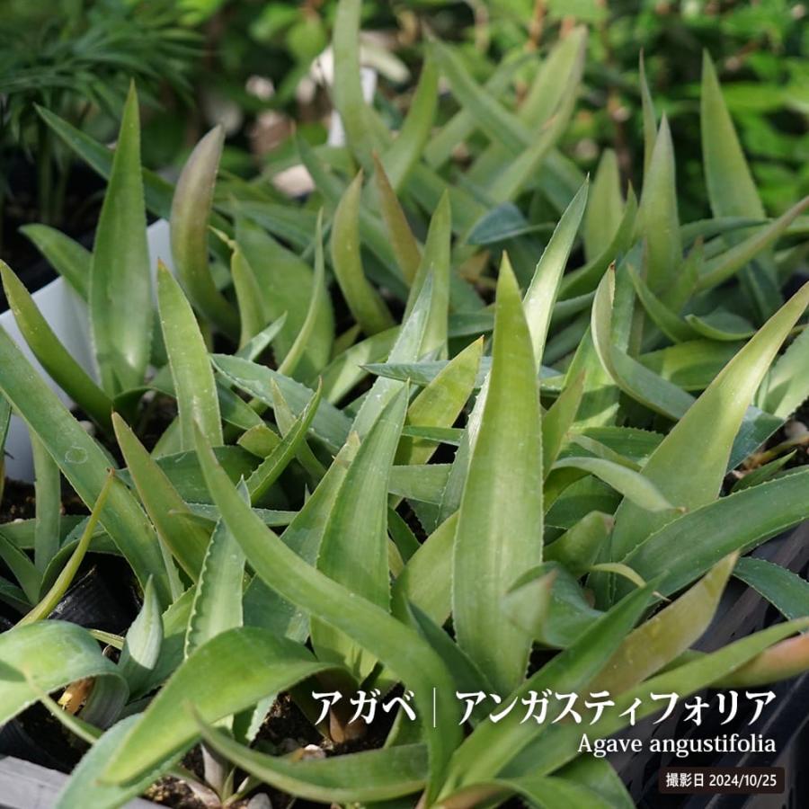 アガベ アンガスティフォリア 小苗 爆買いweek : 苗木部 花ひろば
