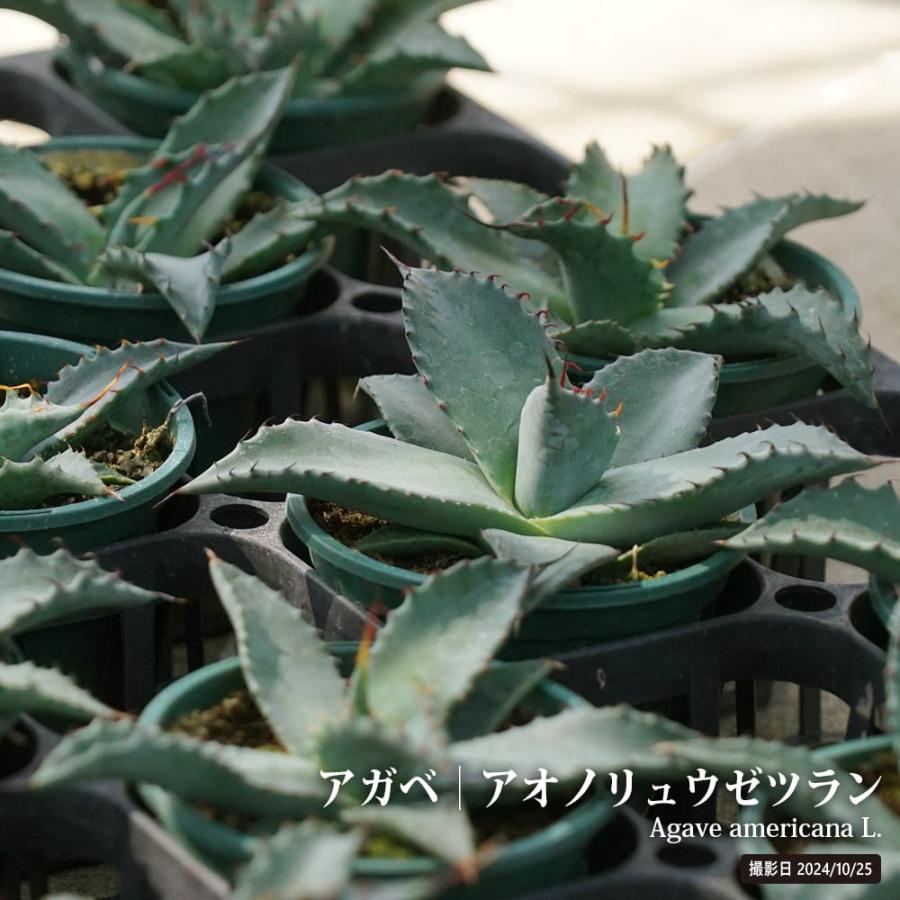 アガベ　アオノリュウゼツラン アガベ アオノリュウゼツラン 小苗 : 苗木部 花ひろばオンライン