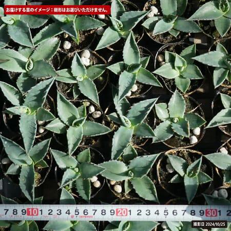 アガベ パリートランカータ 小苗 : 苗木部 花ひろばオンライン - 通販