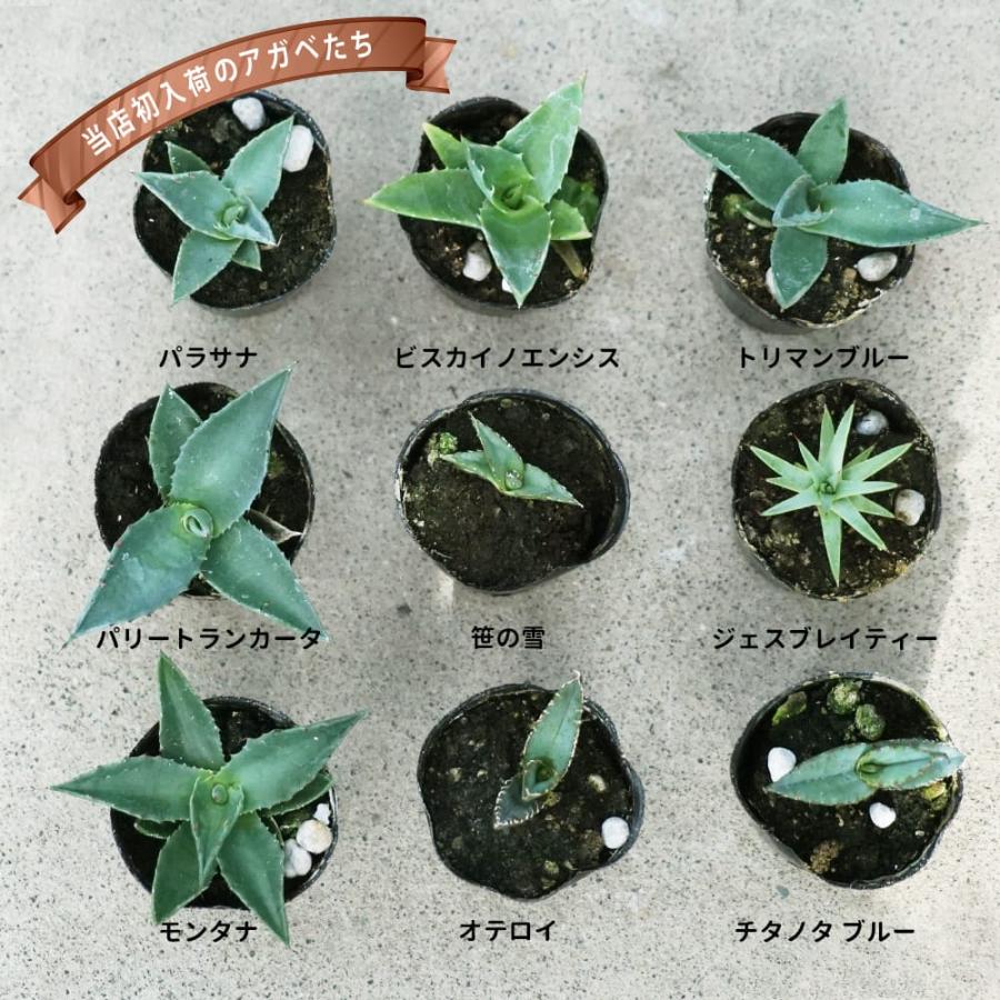 アガベ パリートランカータ 小苗 : 苗木部 花ひろばオンライン - 通販