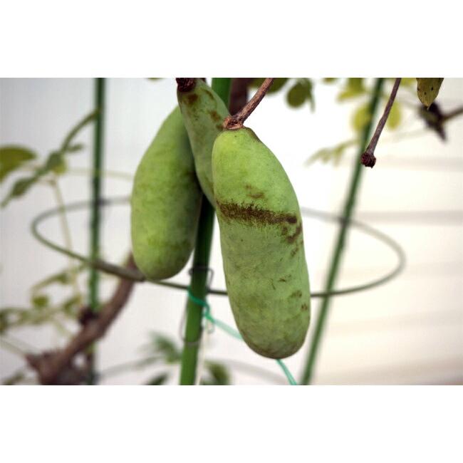 ［確認用］　アケビ　実生苗 アケビ（木通）：アケビ実生苗 | nae-ya｜herbal tree shop