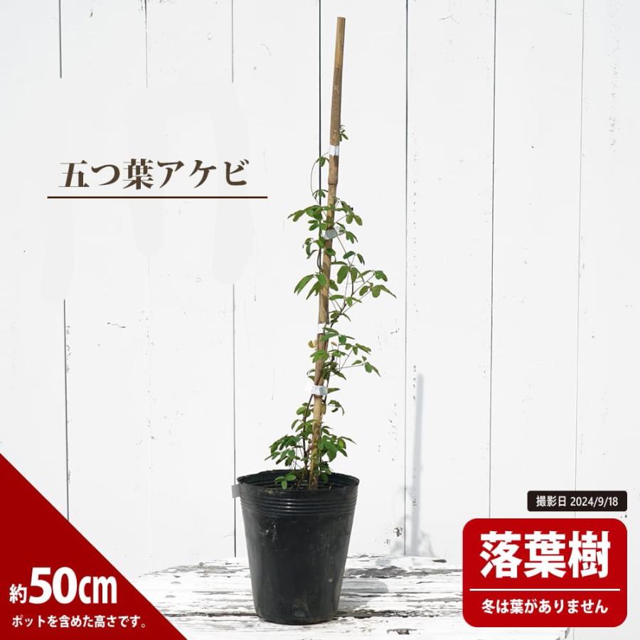 あけび 五葉アケビ 5号ポット苗 : 苗木部 花ひろばオンライン - 通販
