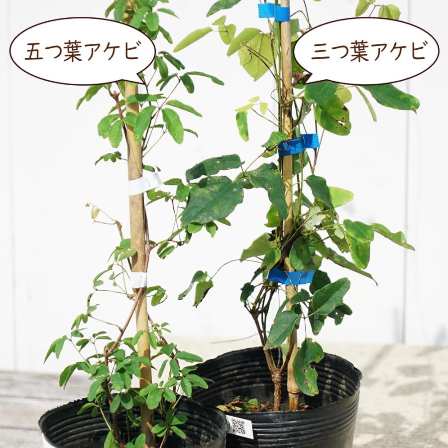 あけび 五葉アケビ 4.5号ポット苗 : 苗木部 花ひろばオンライン - 通販