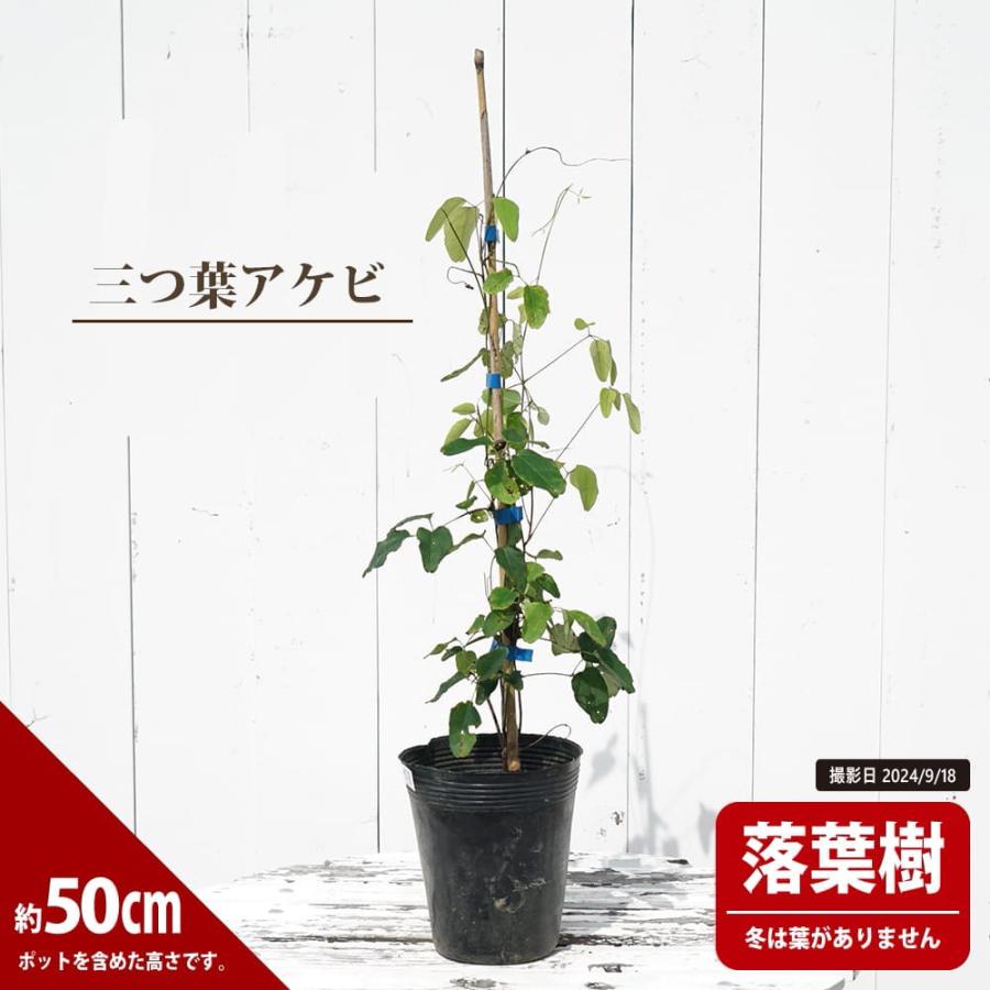 あけび 三つ葉アケビ 4.5号ポット苗 : 苗木部 花ひろばオンライン