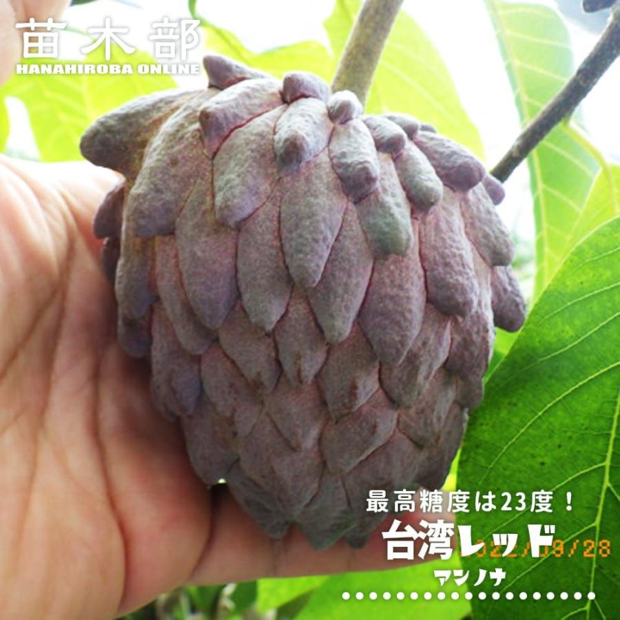 アンノナ 台湾レッド 3-4号ポット接木苗 : 苗木部 花ひろばオンライン