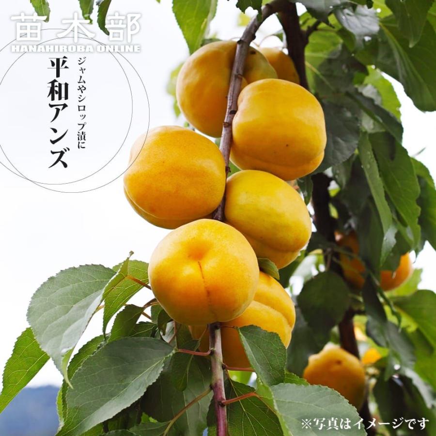 平和あんず 1年生接木苗 苗木 : 苗木部 花ひろばオンライン - 通販