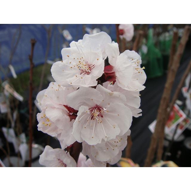 平和あんず 1年生接木苗 苗木 予約販売11〜12月頃入荷予定 : 苗木部 花