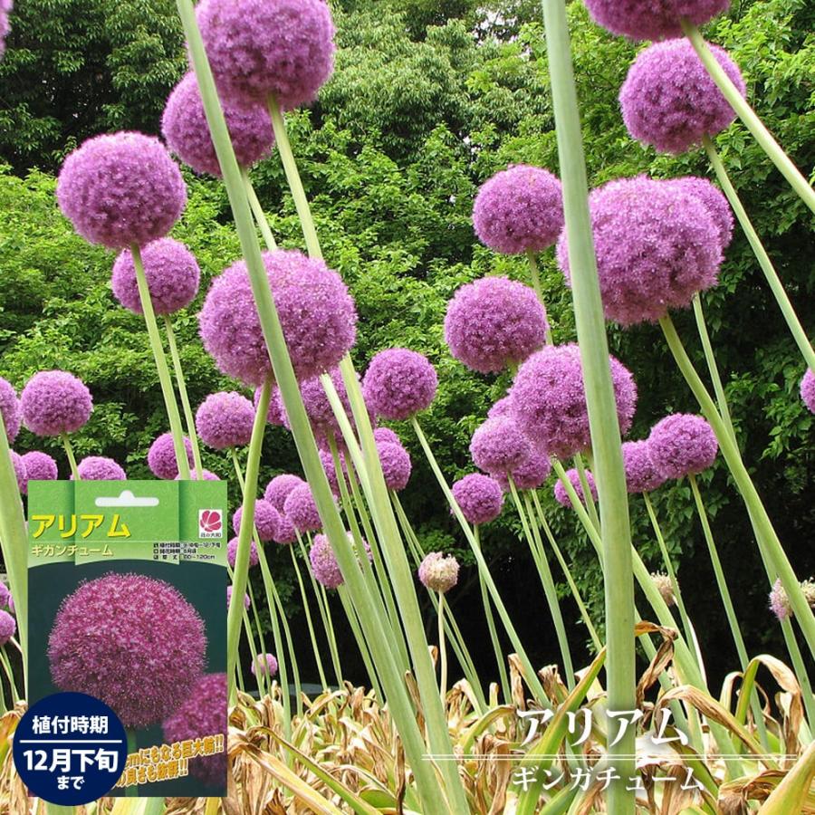 アリアム ギガンチューム 球根 島根県産 （1球入） （植え付け時期12月