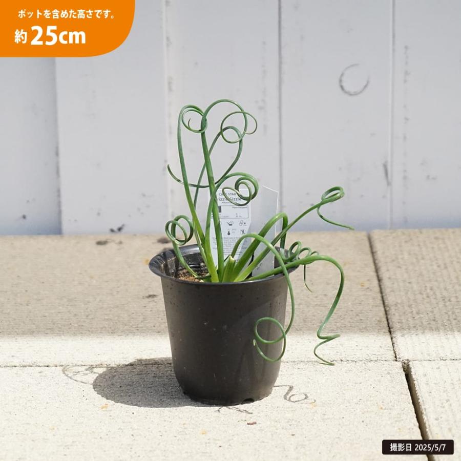 アルブカ スペラリス フリズルシズル 4号ポット苗 : 苗木部 花ひろば