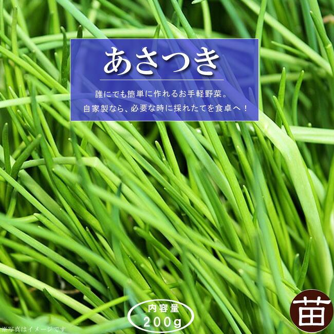 あさつき 球根 200g 国産（茨城県産） （植え付け時期7月下旬〜11月