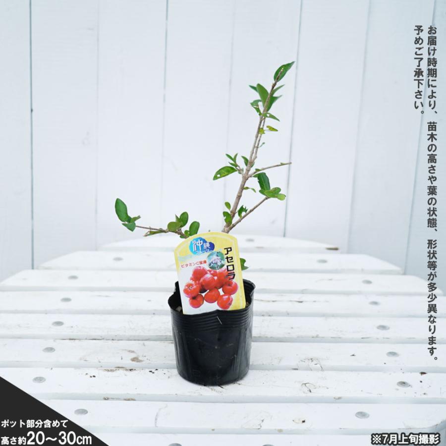 アセロラ ポット苗 沖縄県産 品種不明 Aserora01 苗木部 花ひろばオンライン 通販 Yahoo ショッピング
