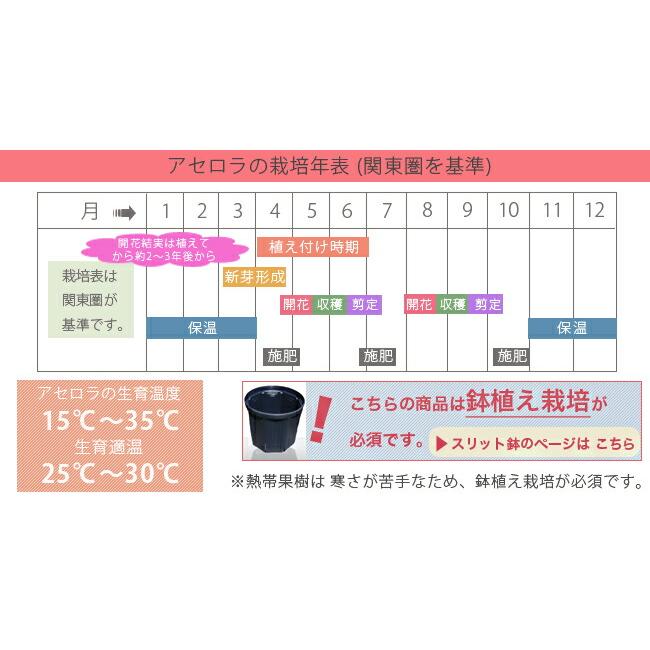 アセロラ ポット苗 沖縄県産 品種不明 : 苗木部 花ひろばオンライン