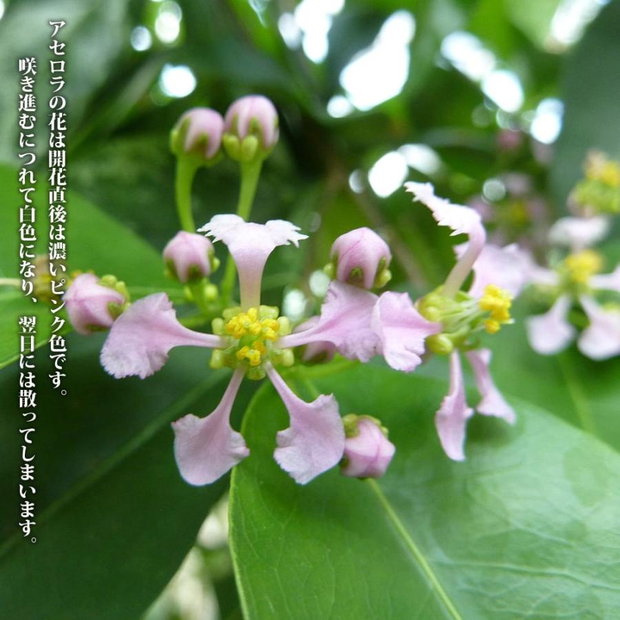 アセロラ 4.5号ポット大苗 沖縄県産 熱帯果樹 品種不明 : 苗木部 花