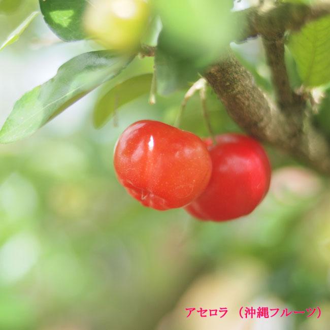 アセロラ 4.5号ポット大苗 沖縄県産 熱帯果樹 品種不明 : 苗木部 花