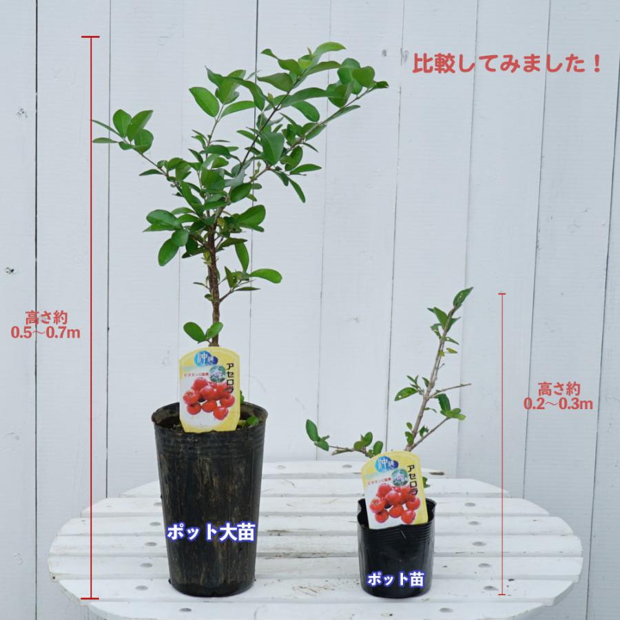 アセロラ 4.5号ポット大苗 沖縄県産 熱帯果樹 品種不明 : 苗木部 花