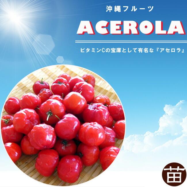 アセロラ 4.5号ポット大苗 沖縄県産 熱帯果樹 品種不明 : 苗木部 花