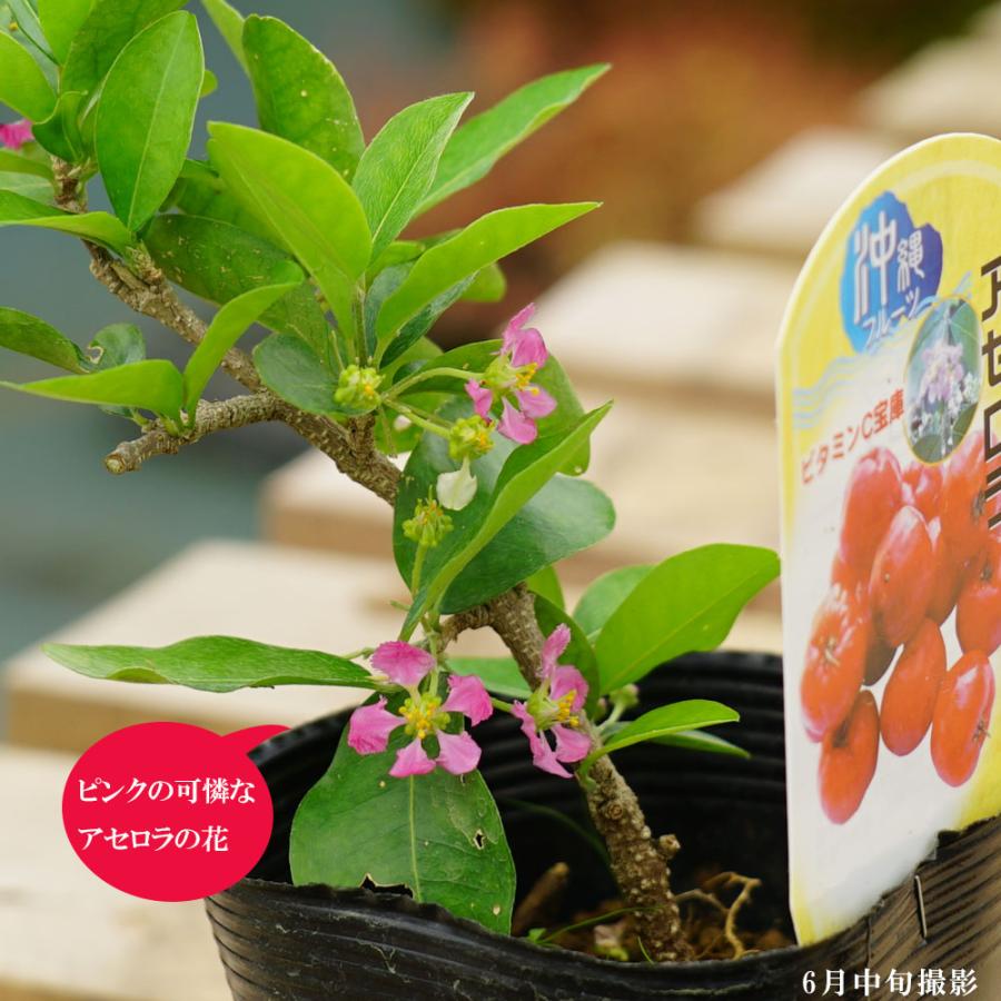 アセロラ TYM 挿木 3.5号ポット苗 : 苗木部 花ひろばオンライン - 通販