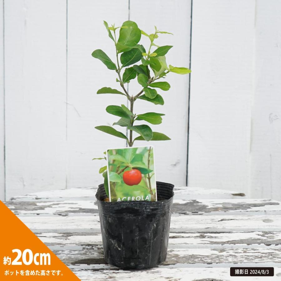 アセロラ TYM 挿木 3.5号ポット苗 : 苗木部 花ひろばオンライン - 通販