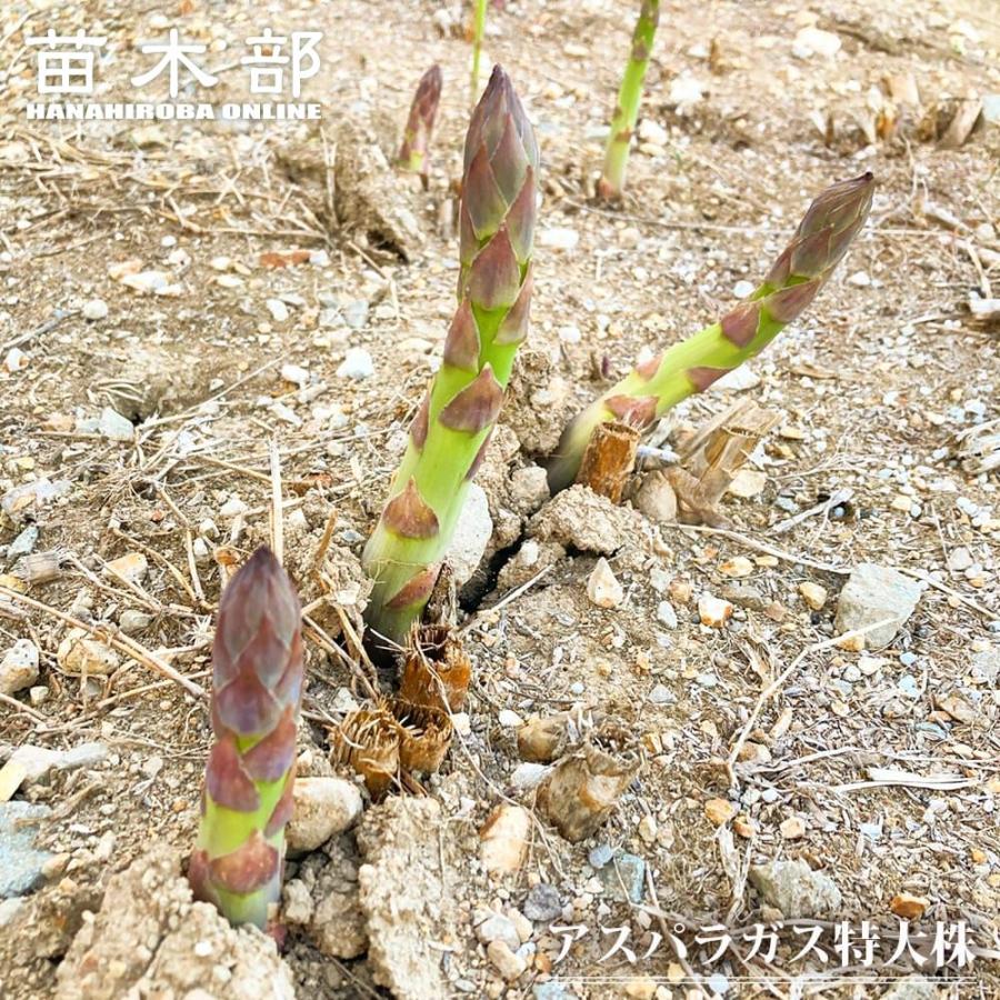 アスパラガス 特大株 グリーンアスパラガス （植え付け時期10月中旬〜5
