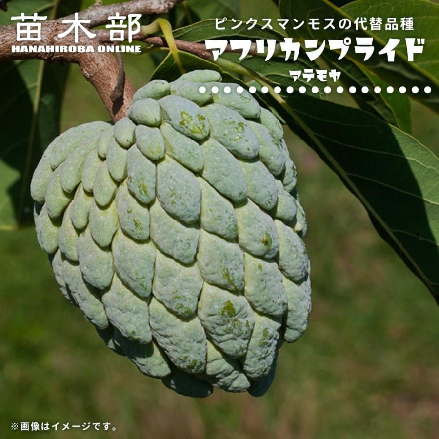 アテモヤ アフリカンプライド 接木 3-4号ポット苗 アンノナ : 苗木部