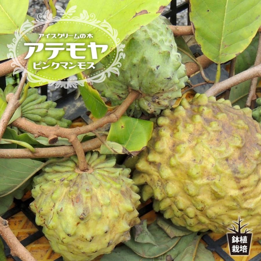 アテモヤ ピンクマンモス 3-4号ポット接木苗 アンノナ : 苗木部 花