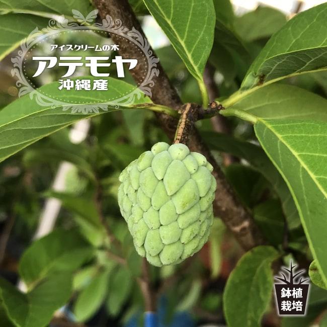 アテモヤ 接木 1年生 4.5号ポット苗 沖縄県産 品種不明 アンノナ 予約