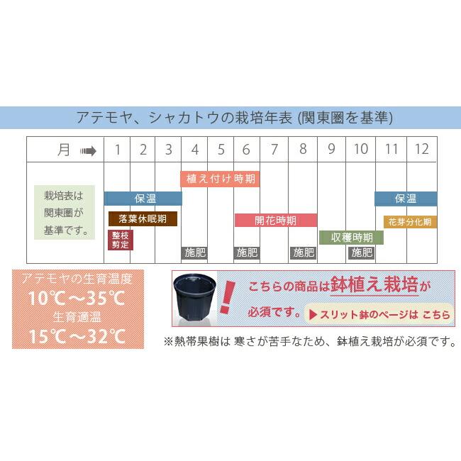 アテモヤ 接木 1年生 4.5号ポット苗 沖縄県産 品種不明 アンノナ
