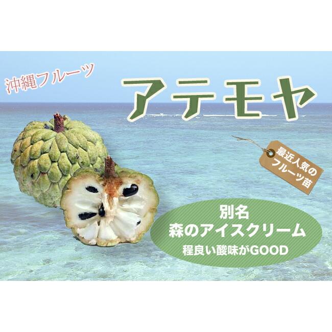 アテモヤ 接木 1年生 4.5号ポット苗 沖縄県産 品種不明 アンノナ