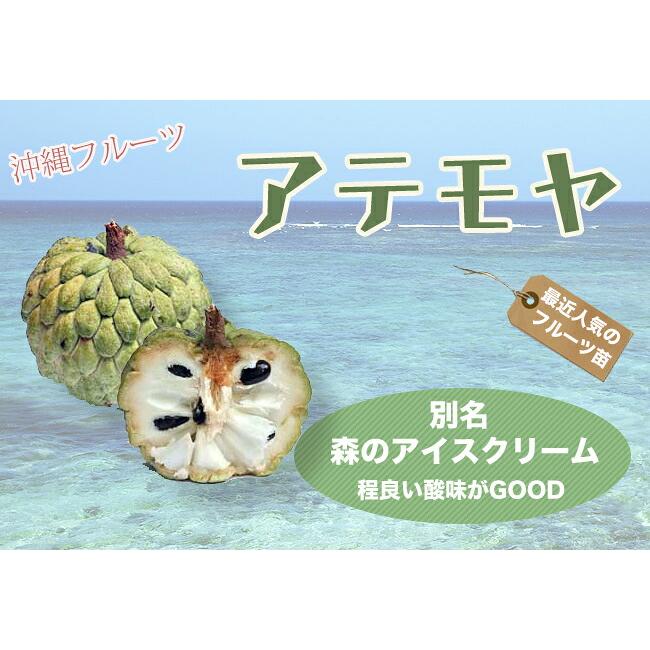 アテモヤ 接木 1年生 4.5号ポット苗 沖縄県産 品種不明 アンノナ