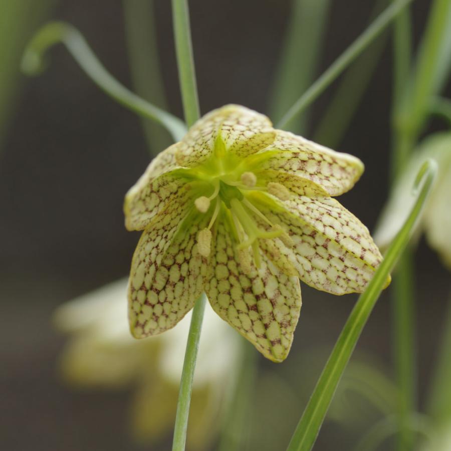 貝母百合 あみがさゆり 球根 （2球入り） （植え付け時期9月中旬〜12月