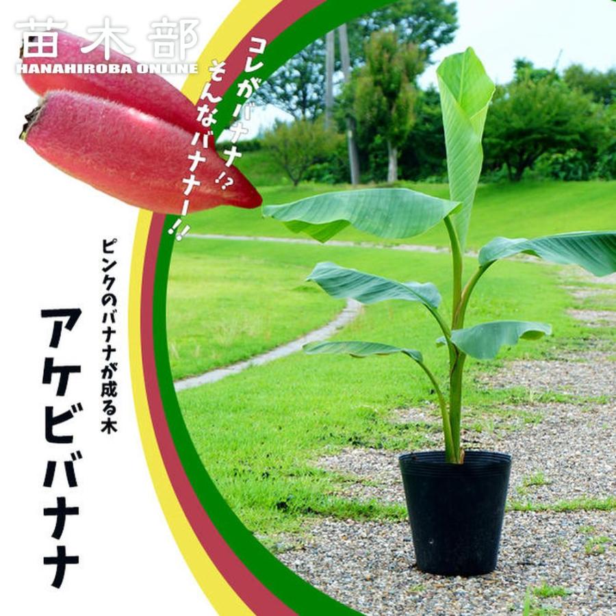 バナナ苗 アケビバナナ ポット苗 : 苗木部 花ひろばオンライン - 通販