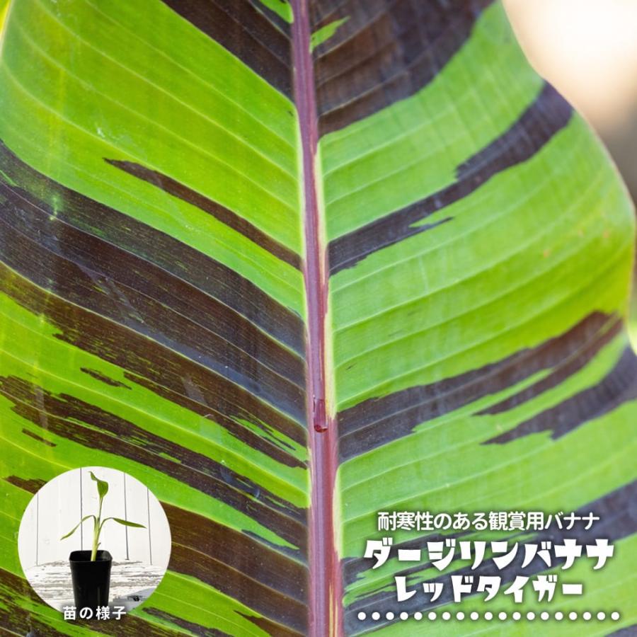 ダージリンバナナ レッドタイガー 実生 3号ポット苗 : 苗木部 花ひろば