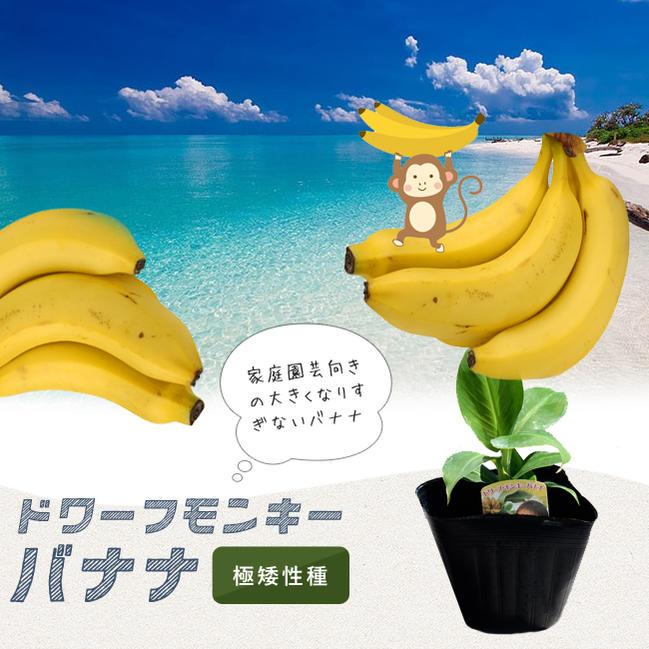 バナナ　苗　ドワーフ・モンキー　果樹植物/苗木　フルーツ　くだもの　沖縄 日本花キ流通 ドワーフ モンキーバナナ 苗 10.5cmポット トロピカル