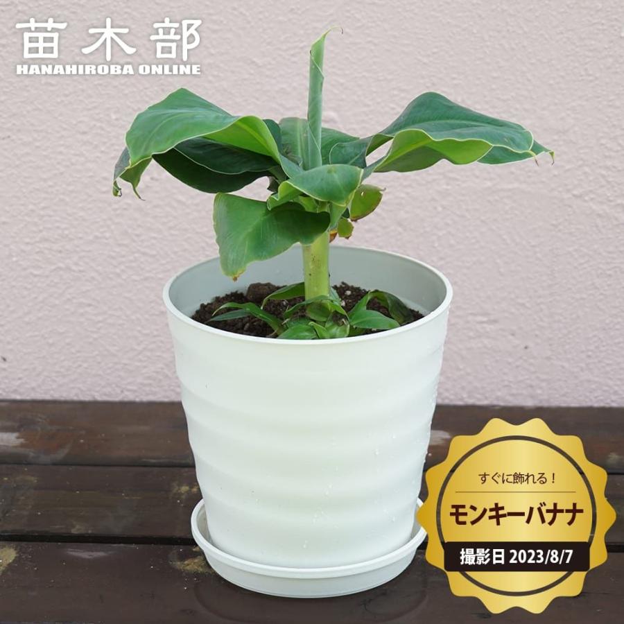 観葉植物にバナナの木 モンキーバナナ フレグラーポット大苗 鉢植え 受け皿付き 沖縄県産 熱帯果樹 贈り物 Banana Monkey02 Fset 苗木部 花ひろばオンライン 通販 Yahoo ショッピング