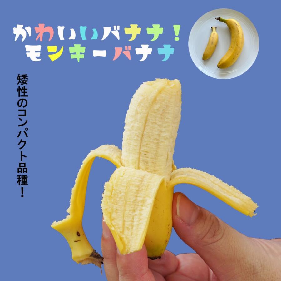 バナナの木 モンキーバナナ ポット苗 沖縄県産熱帯果樹 爆買いweek