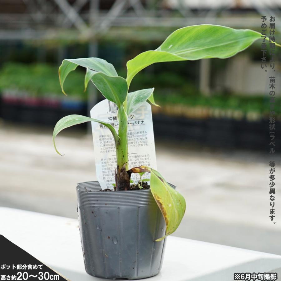 バナナの木 モンキーバナナ ポット苗 沖縄県産熱帯果樹 |  | 02