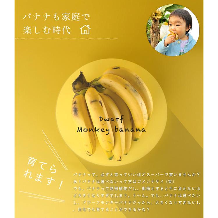 モンキーバナナ　苗　果樹植物　沖縄フルーツ　ばなな　果物　苗木　② バナナの木 モンキーバナナ ポット苗 沖縄県産熱帯果樹 予約販売4月