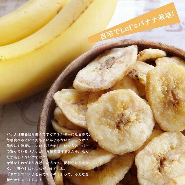 バナナの木 モンキーバナナ ポット苗 沖縄県産熱帯果樹 予約販売4月 