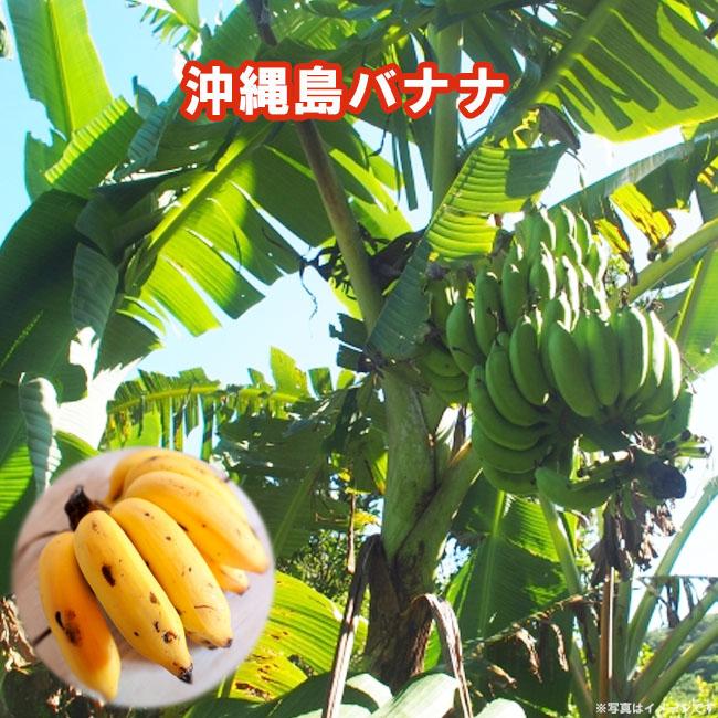 バナナの木 沖縄島バナナ 大サイズ 6号ポット大苗 沖縄県産 果樹 熱帯
