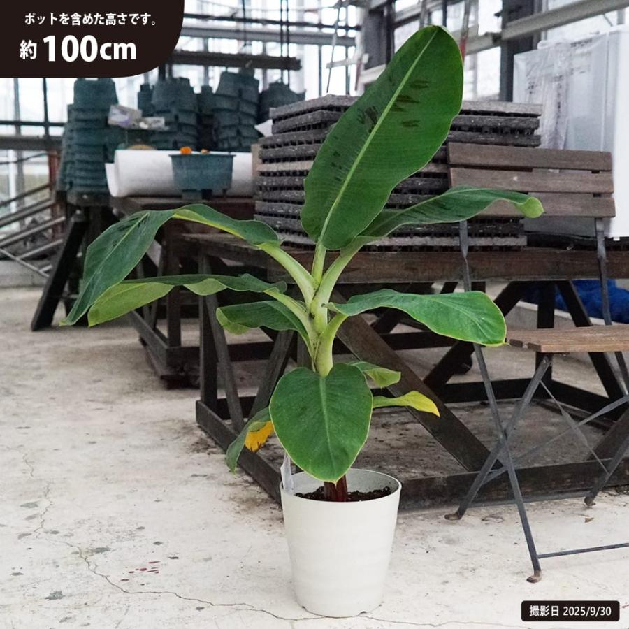 観葉植物にバナナの木 三尺バナナ フレグラーポット大苗 鉢植え 受け皿