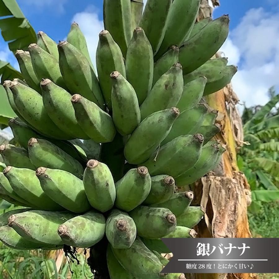 バナナの木 銀バナナ カット大苗 石垣島から直送 代引不可・着日 バナナの木 銀バナナ カット大苗 石垣島から直送 代引不可・着日