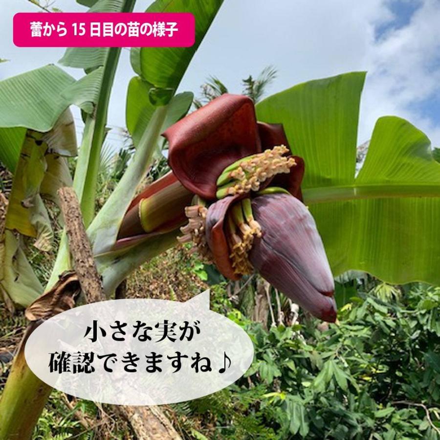 バナナの木 銀バナナ カット大苗 石垣島から直送 代引不可・着日 バナナの木 銀バナナ カット大苗 石垣島から直送 代引不可・着日