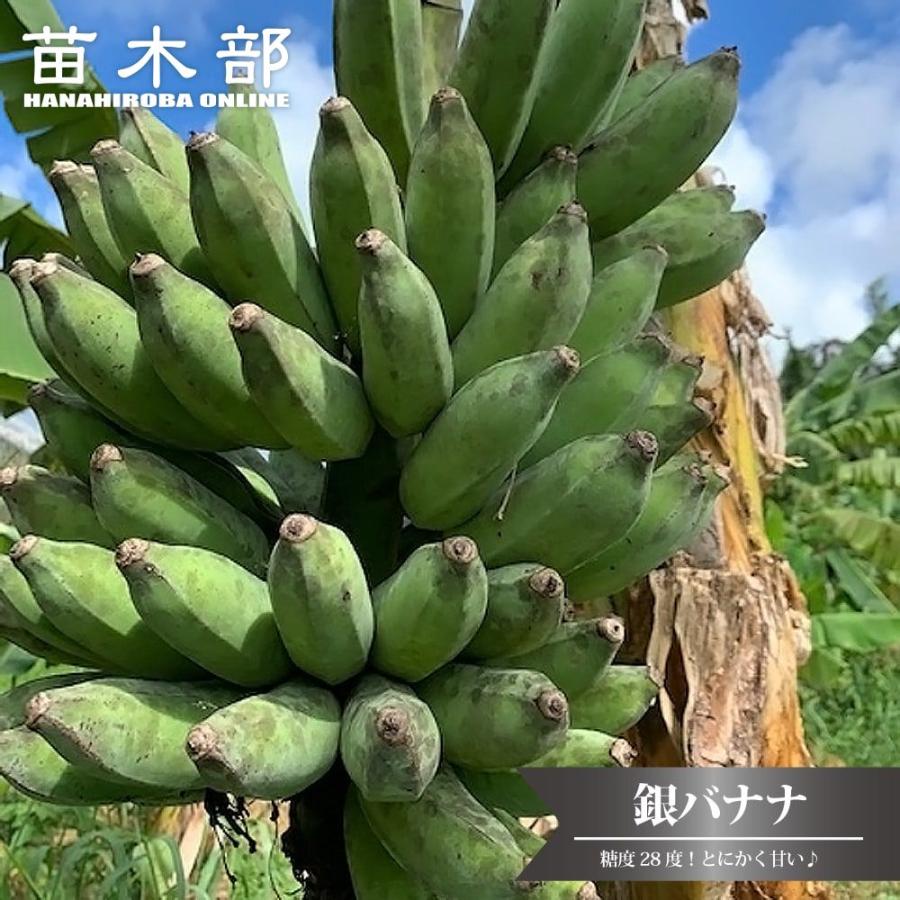 店舗引き取り限定 バナナの木 銀バナナ ナーセリーポット大苗 : 苗木部