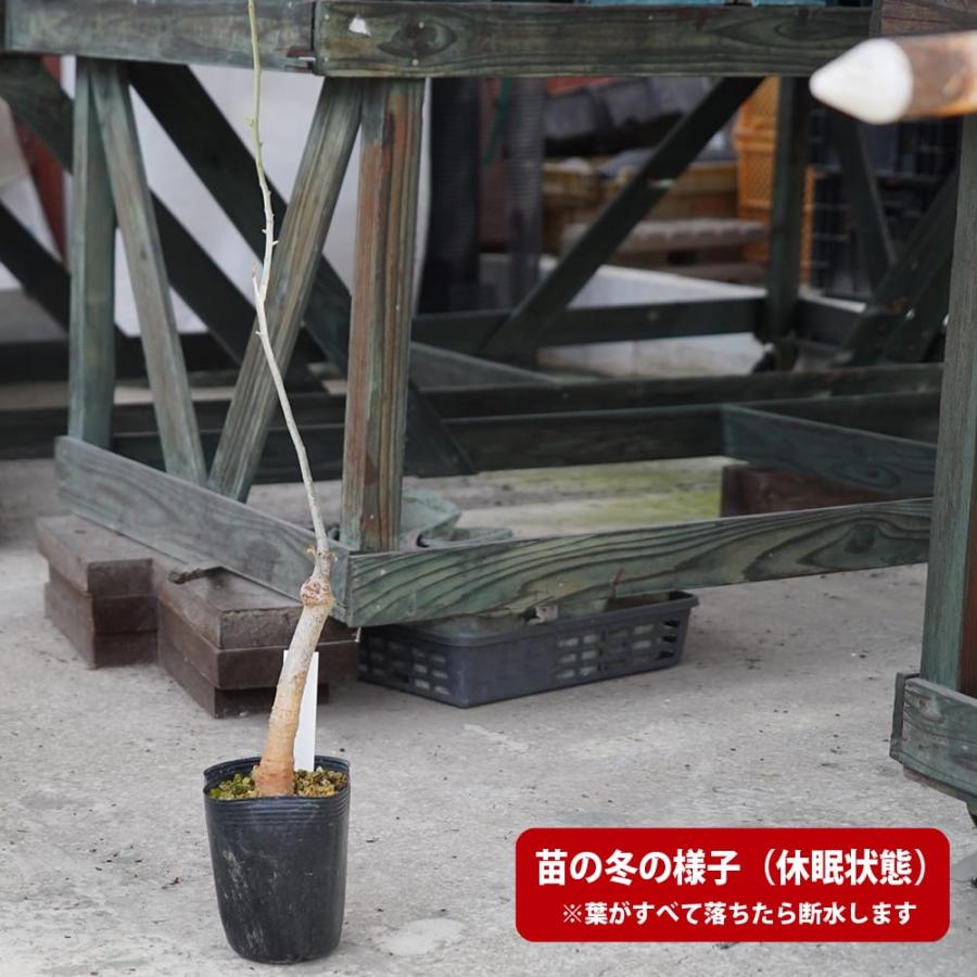 バオバブの木 実生 3.5号ポット苗 : 苗木部 花ひろばオンライン - 通販