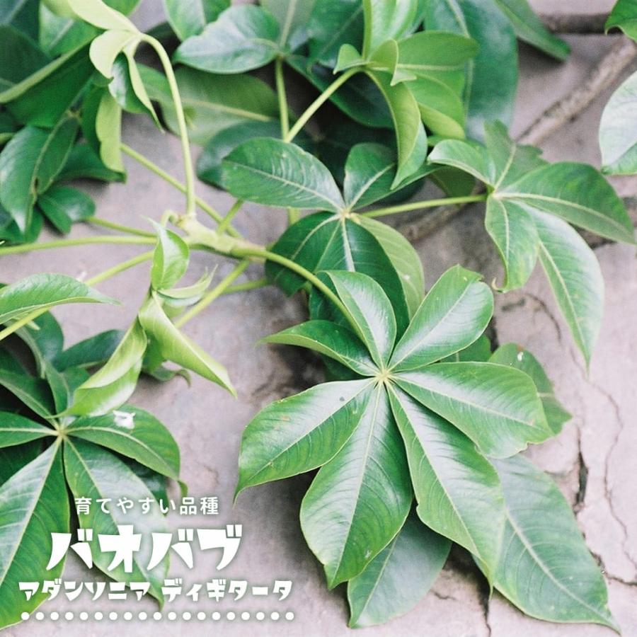 バオバブの木 実生 3.5号ポット苗 : 苗木部 花ひろばオンライン - 通販