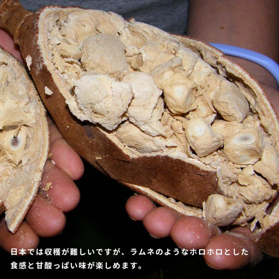 バオバブの木 実生 3.5号ポット苗 : 苗木部 花ひろばオンライン - 通販