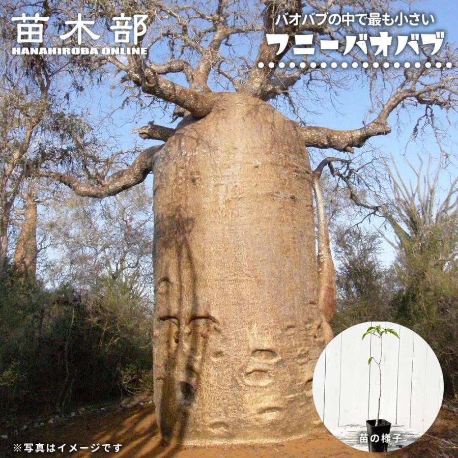 【※Hiro様】バオバブの木　抜き苗 バオバブの木 フニーバオバブ 実生 3号ポット苗 : 苗木部 花ひろば